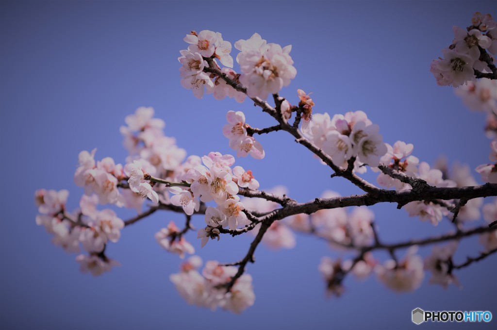 梅の花