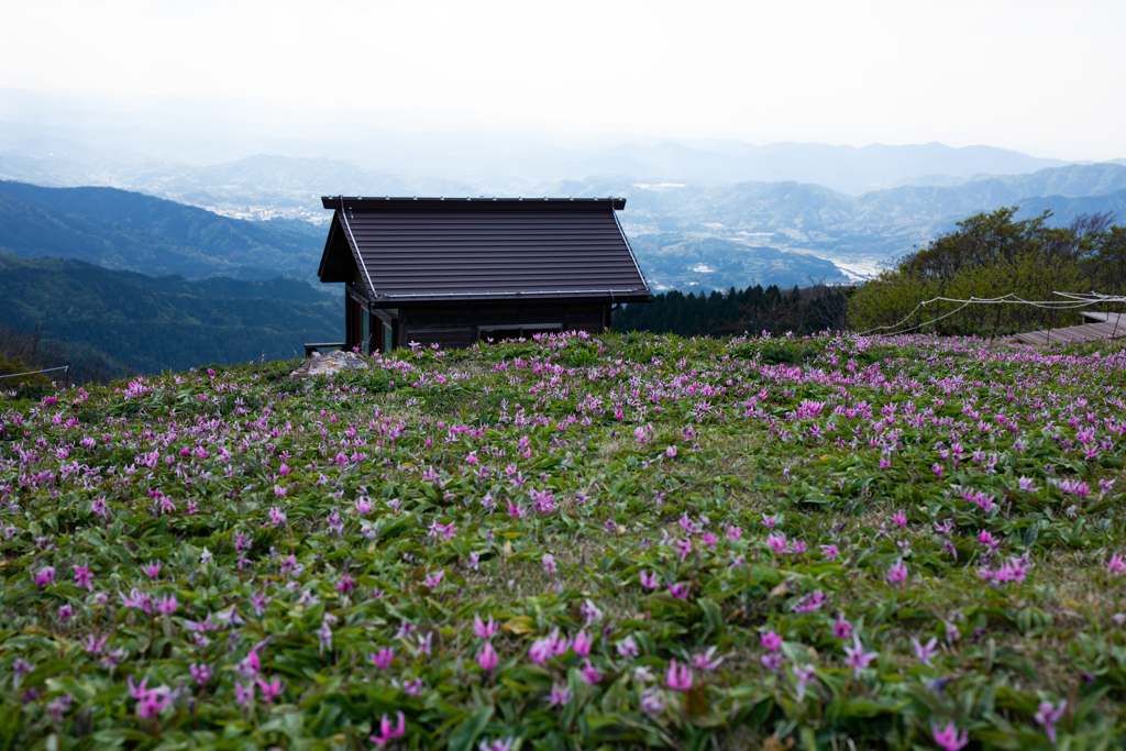 カタクリの花