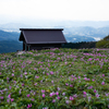 カタクリの花