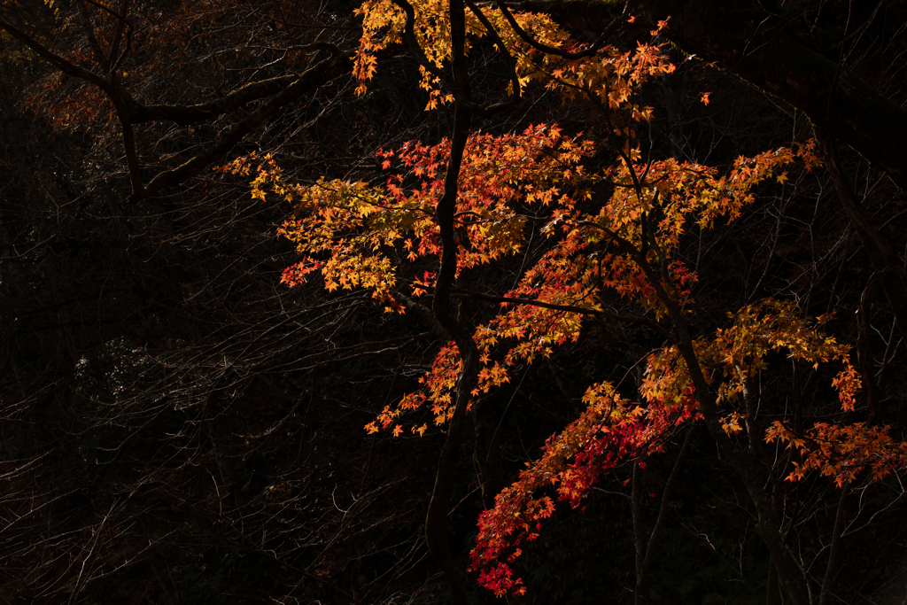 落葉前の紅葉