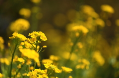 菜の花