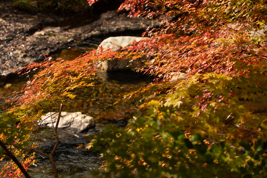 八重滝の紅葉