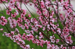 たぶん、花モモ