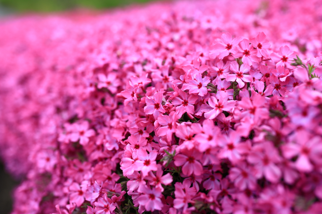芝桜