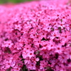 芝桜