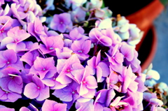 悲しみの紫陽花