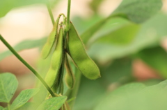 ひと足早く実り・・・。