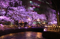 広瀬川の桜ライトアップ４