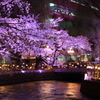 広瀬川の桜ライトアップ４