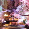 広瀬川の桜ライトアップ６