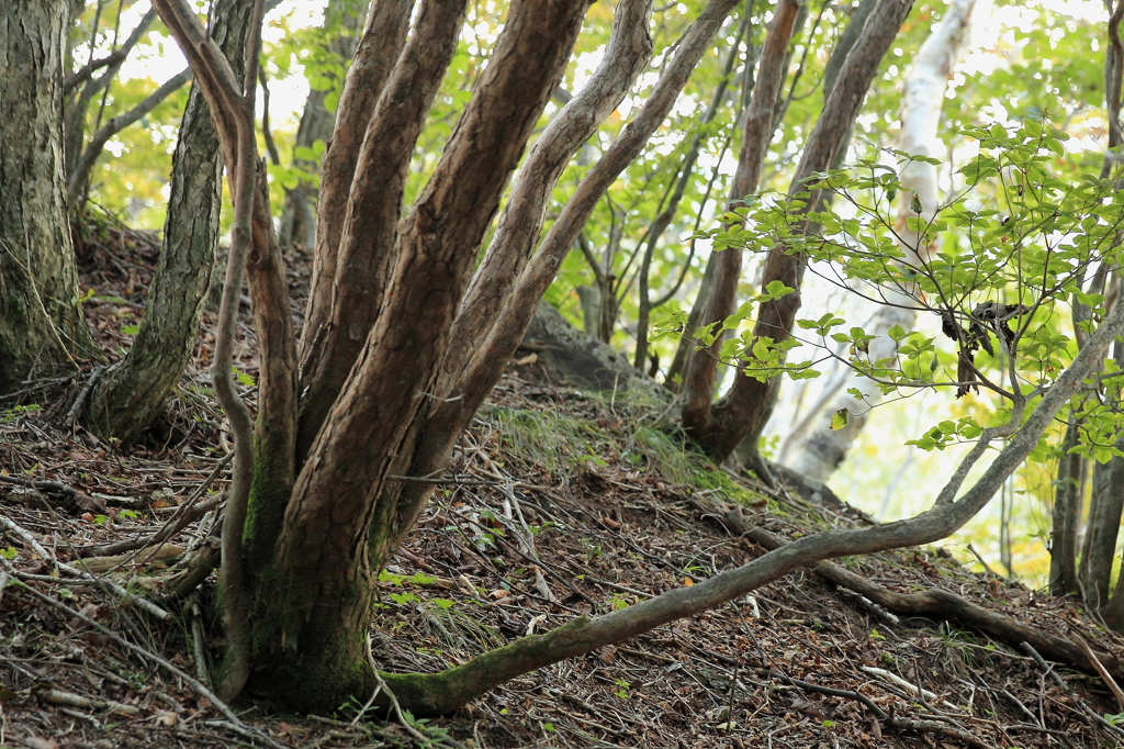 赤城山４－鈴ヶ岳を登ると・・・