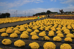 あかぼり小菊の里１