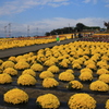 あかぼり小菊の里１