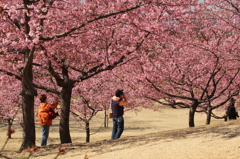 鳥や人々を誘う河津桜