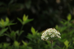 ニラの花