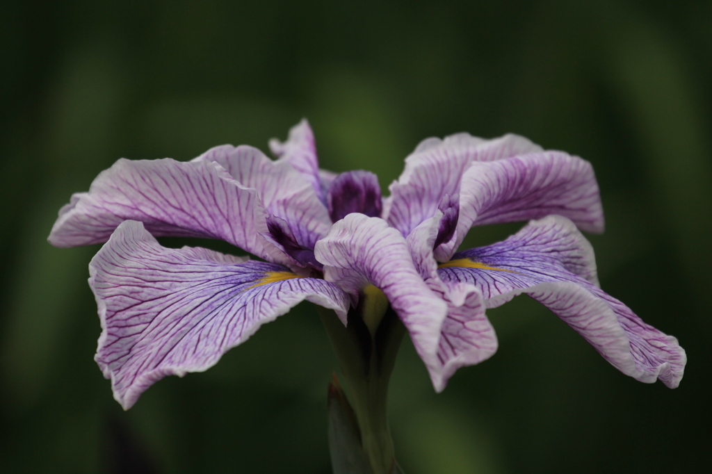 花菖蒲１