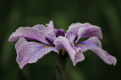 花菖蒲１