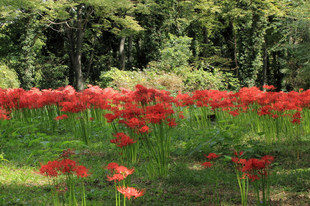 河川敷の彼岸花