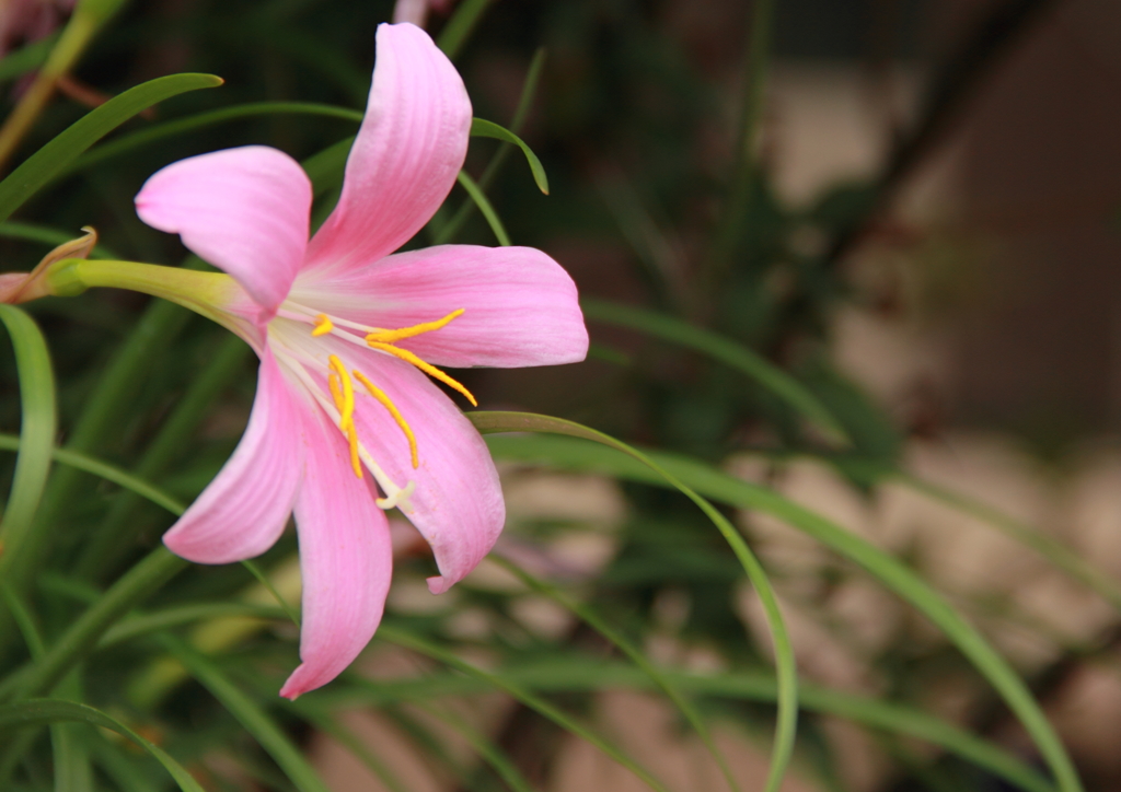 ゼフィランテス・ローバスタ