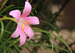 ゼフィランテス・ローバスタ