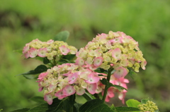 菖蒲園の紫陽花３