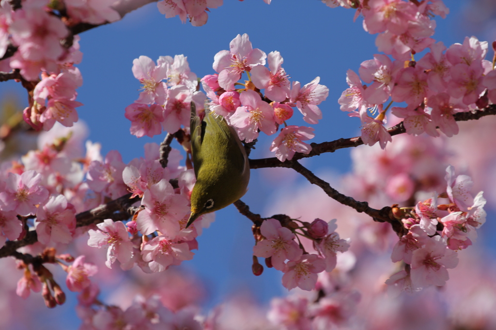 メジロの任務：河津桜の受粉