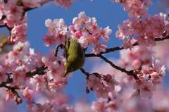 メジロの任務：河津桜の受粉