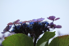 家の額紫陽花　2013.6.20-1