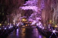 広瀬川の桜ライトアップ２
