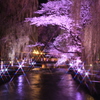 広瀬川の桜ライトアップ２