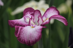 花菖蒲２