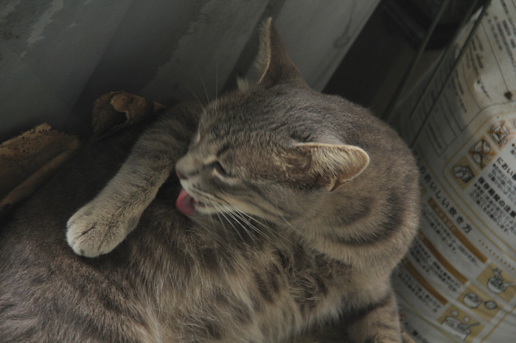 野良猫のグルーミング