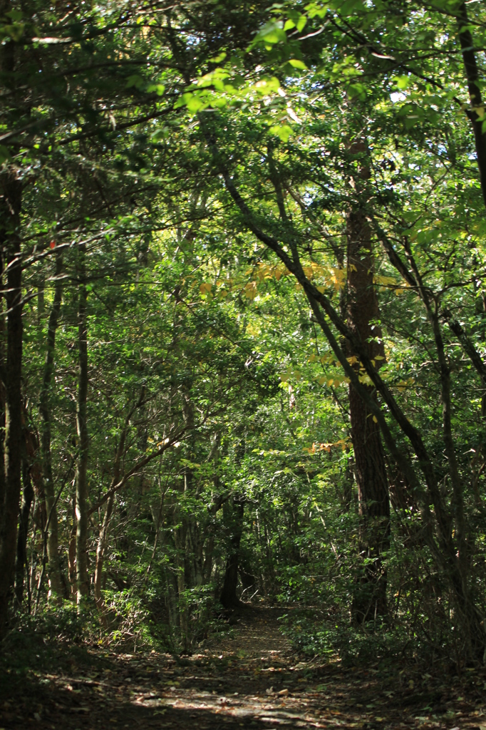 野鳥の森　森林浴