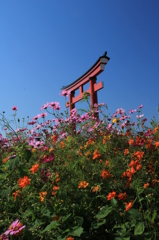 小泉稲荷神社大鳥居のコスモス１