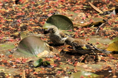 沼田公園にいた小鳥たち