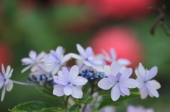 散歩中に見つけた額紫陽花