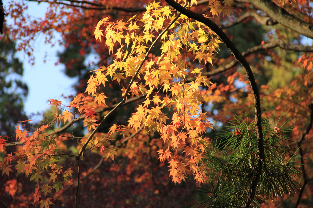 妙義神社の紅葉２