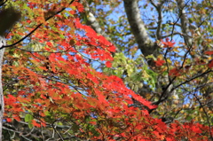 尾瀬沼　紅葉