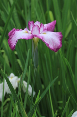 花菖蒲６