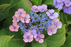 家の額紫陽花　2013.6.20-2