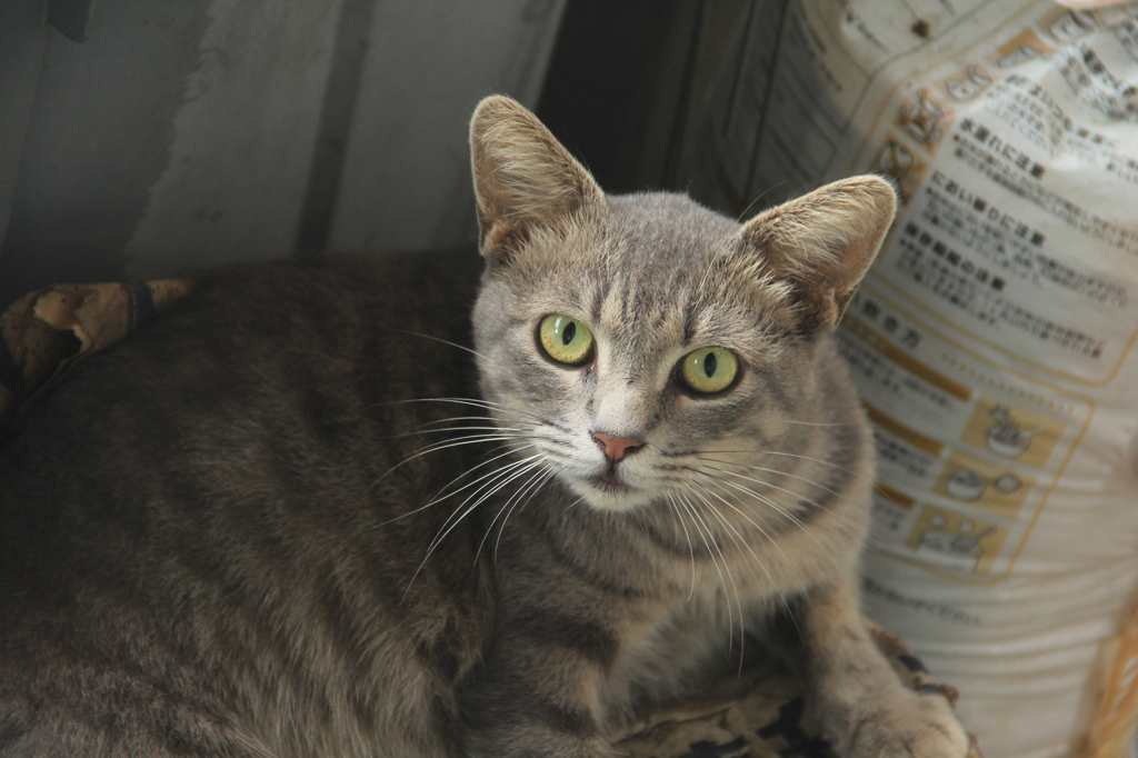 庭の野良猫