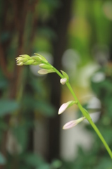 ギボウシの花芽