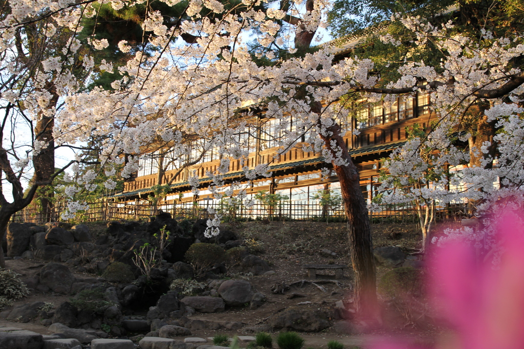 臨江閣と桜