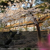 臨江閣と桜