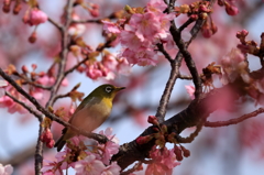 河津桜とメジロ