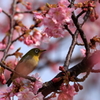 河津桜とメジロ