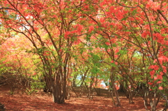 沼田公園のツツジ