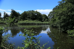 荻窪公園の池