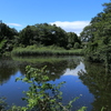 荻窪公園の池