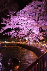 広瀬川の桜ライトアップ３